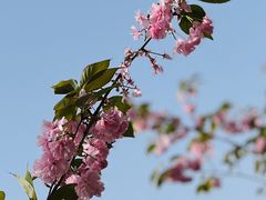 -高东镇樱花园