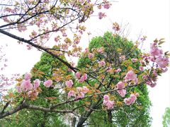 -重庆中央公园(渝北区)