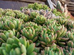 -木王宴语·野生鲜菌火锅(玉河店)