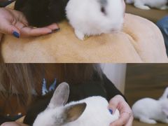 -猫猫幼稚园·撸猫·桌游·电玩