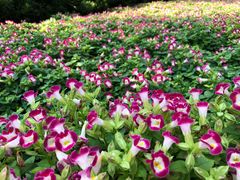 -西湖外事游船(花港观鱼码头)