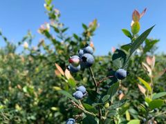 -金谷域澳洲庄园