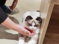 -藏猫猫咖啡主题馆(中央大道店)