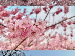 -上海辰山植物园