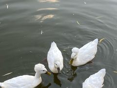 -苏州河梦清园环保主题公园