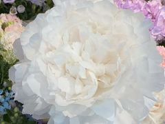 -爱尚幸福鲜花(上地实体店)