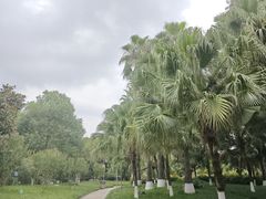 -神仙树公园