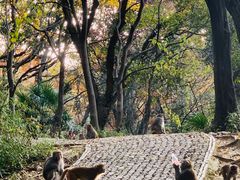 -苏州上方山国家森林公园