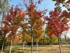 -永定河休闲森林公园