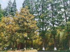 -黄海国家森林公园