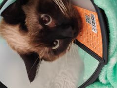 -宠颐生宠物医院·骨外科·犬猫全科诊疗中心(池州店)