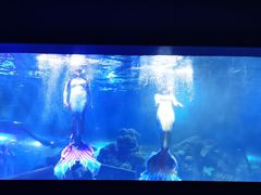 -重庆欢乐海底世界