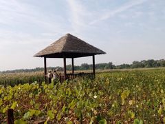 -西青郊野公园