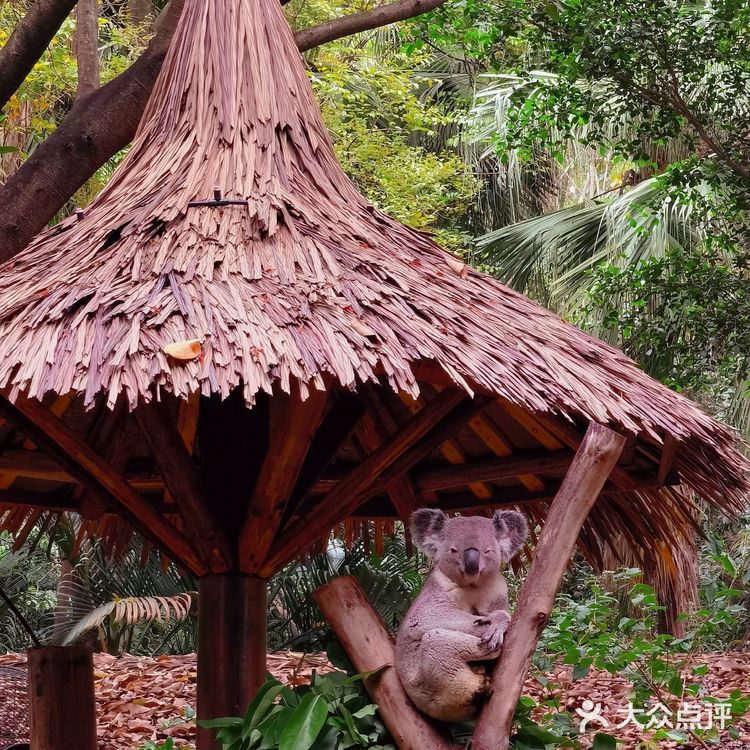 📷🐼长🐒隆🐅野生动物园🦓🐫🦒这么玩才刺激📣