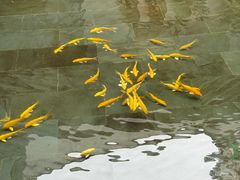 -觀芷隐轩