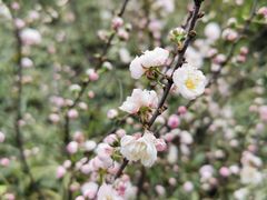 -静安公园(静安寺街道)