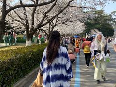 -武汉大学-樱园