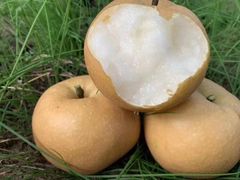 -武汉紫薇都市田园