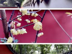 -成都杜甫草堂博物馆