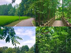 -桤木河湿地公园