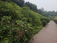 -张坝桂圆林公园