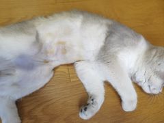 -创凡宠物医院·骨专科  猫科中心(西乡分院)