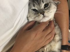 -猫十亿·布偶金渐层·曼基康矮脚猫舍(青年路店)