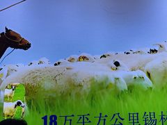 -额尔敦·品质自助(摩尔城店)