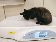 -萌兽医馆·犬猫专科·眼科中心·宠物医院(朝阳门分院)
