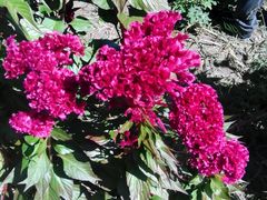 -北纬44度·金珠花海休闲农业旅游景区