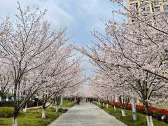 -高东镇樱花园
