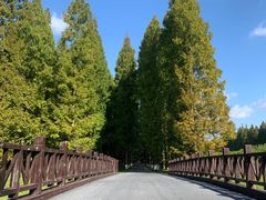 -黄海国家森林公园