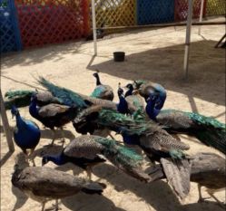 -萌宠亲子动物乐园(槐房万达店)