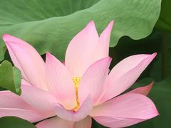 -荔湾湖公园
