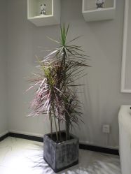 点击看大图 -久匠·野生眉半永久纹眉