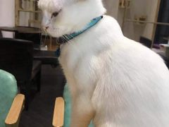 -猫色咖啡·猫咖