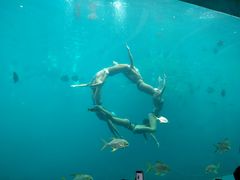 -瑞德姆美人鱼海底演艺主题餐厅(亚龙湾店)