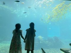 -海棠湾洲际-涛·海底餐厅·美人鱼·自助餐·海底隧道