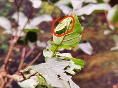 -正佳雨林生态植物园