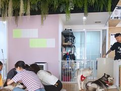 -Husky Go! 哈士奇体验馆·宠物咖啡厅狗咖