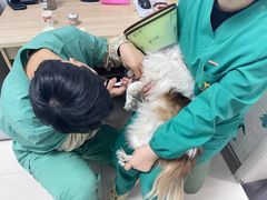 -派美特宠物医院·核磁CT·骨科肿瘤·疑难转诊(沈农禾丰店)