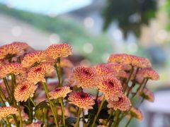 -后海16号·北京私房菜