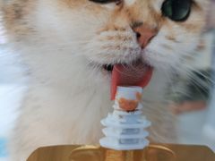 -喵的天空名猫咖啡馆·撸猫·猫舍·用品