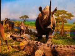 -国家自然博物馆