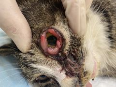 -萌兽医馆·犬猫专科·眼科中心·宠物医院(朝阳门分院)