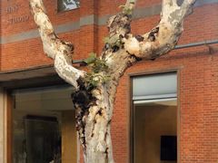 -二十四单 淮扬新味