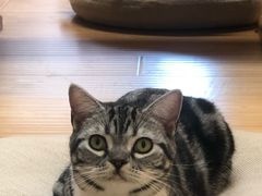 -猫和宫(六道口店)