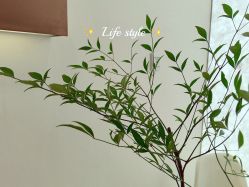 -FUMEIHUI·科技美肤·美体SPA