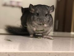 -龙猫仔乐园(惠福东路店)