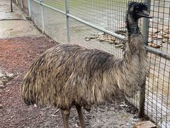 -费瑟代尔野生动物园